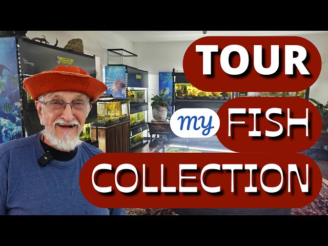 What is in Father Fish Aquarium's Tanks? #aquarium#tropicalfish