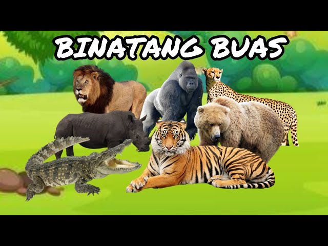 ANIMASI JENIS HEWAN BUAS | ANIMASI VIDEO | SUARA ASLINYA