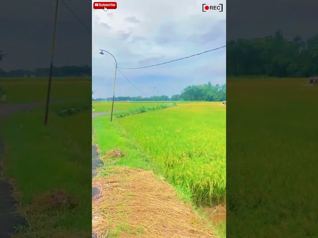 afternoon atmosphere on the edge of a rice field in an Asian country #shorts #walking