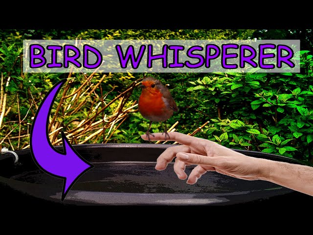 How to Become a Bird Whisperer 🗣️🐦