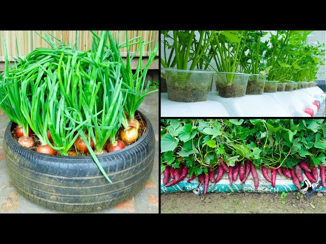 How To Do Organic Gardening For Small Spaces?