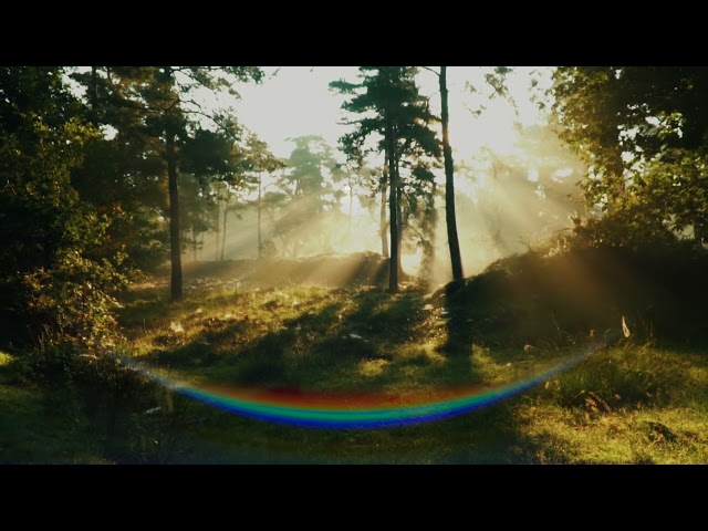 Forest Sound Immersion: Nature’s Symphony to Reset Your Mind and Body「音の森浴：心と体をリセットする自然の調べ」