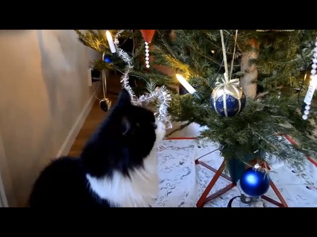 funny cat videos try not to laugh, Merry Catmas! Funny Cats vs Christmas Trees 2