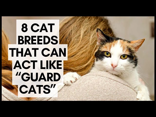 8 Cat Breeds that Can Act like “Guard Cats”