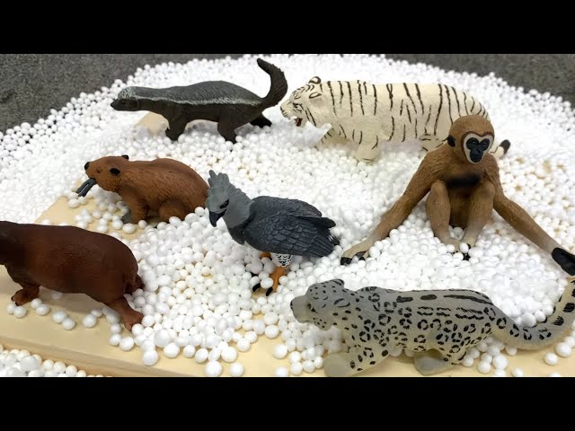 Wild Animal Pals! 🐯🦥🐻  Beaver, and Tiger Toy Fun for Kids!