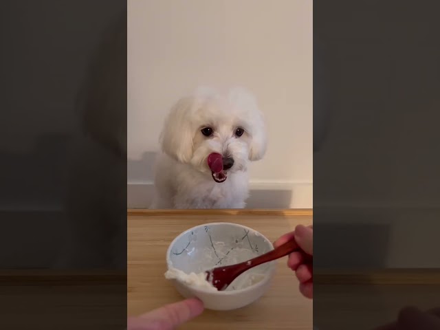 | Dog Tofu is really enjoying his yogurt | New York|#funnydogs | Healing | Calm |#My pets my garden|