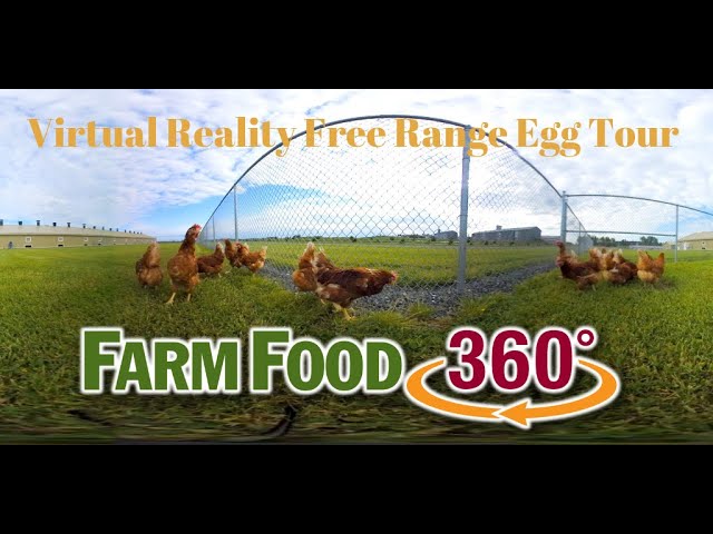 360° Free Range Egg Farm Tour