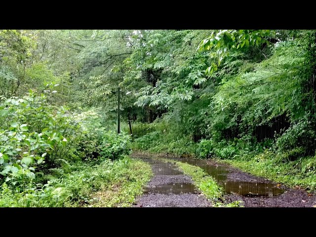 Rain Sounds for Deep Sleep and Healing on a Quiet Country Road - White Noise to Overcome Insomnia