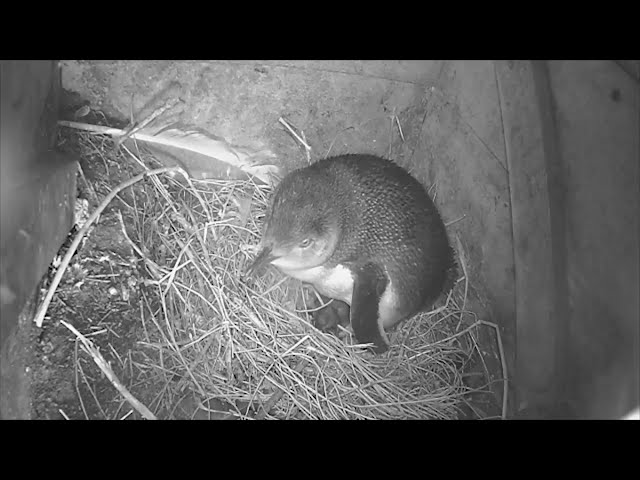 Little Penguin Hatching on Live Burrow Camera