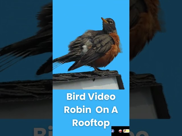 Robin Bird On A Rooftop Relaxing Nature Shorts Video #shorts #birds #nature #robin #relaxingsounds