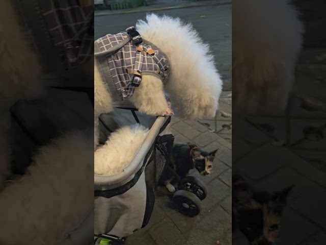 Cat and dog #twoface #bichonfrise #pomeranian #cat #dog