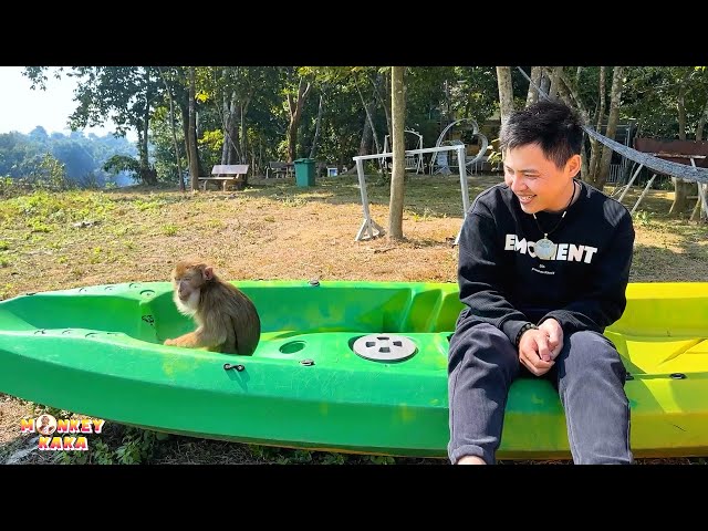 A Day in the Life of Monkey Kaka: Sunbathing, Eating and Following Dad