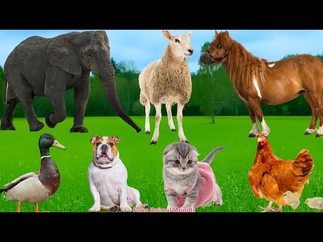 Adorable Animal Moments: Duck, Sheep, Elephant, Horse, Dog, Chicken, Goat, Cat - Animal Sounds