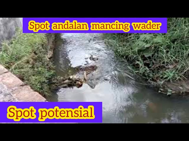 Spot potensial❗Cek spot andalan mancing wader di selokan perumahan