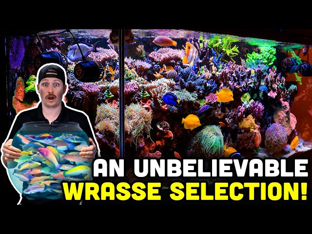 SPS LOADED Saltwater Aquarium! Insane and Rare Wrasse Collection!