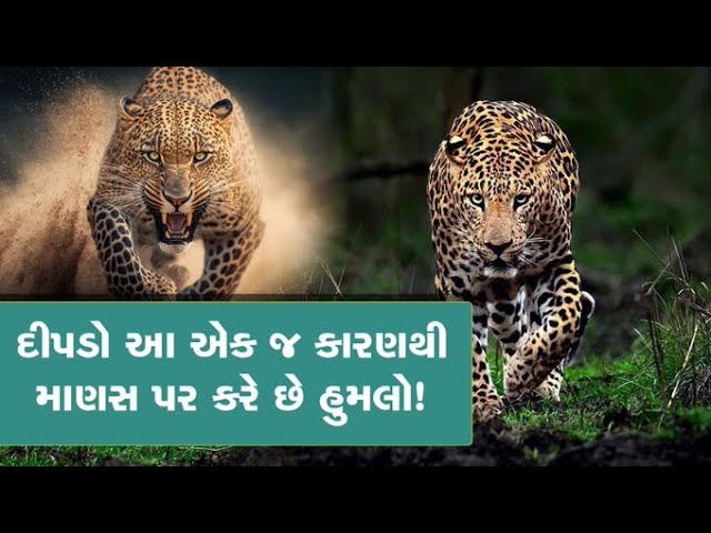 દીપડો શા માટે કરે છે માણસ પર હુમલો? જો કોઇ ઝપટે ચઢે તો કયું અંગ સૌથી પહેલા પકડે છે?