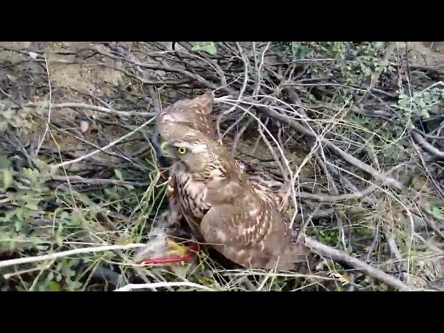 Teetar Ka Shikar hikar Baz ke Sath//eagle hunting//partridges hunting with goshawk//باز کا شکار