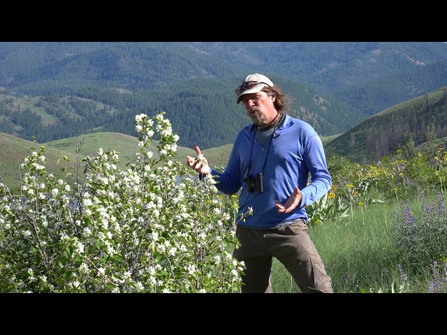 Common Flowers of the Methow Valley: Serviceberry