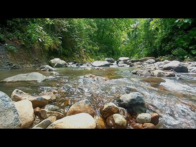 ASMR/1 Nature River For Deep Sleep Study, Peaceful Song of Birds Sound of River Forest Meditation