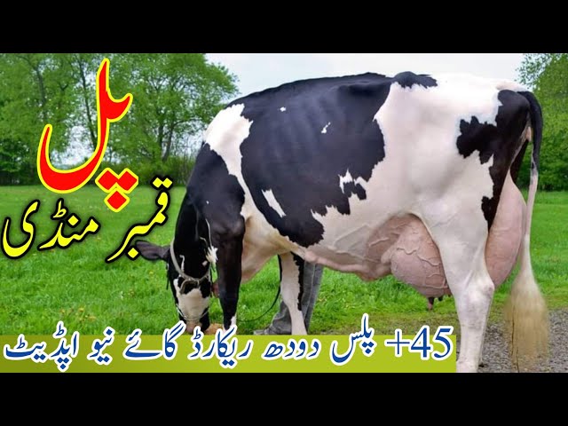 Pul Qmbar mandi | Australian Cholistani Crass Cow Update | 45Kg World Cow For Sale Mandi 21:1:2025