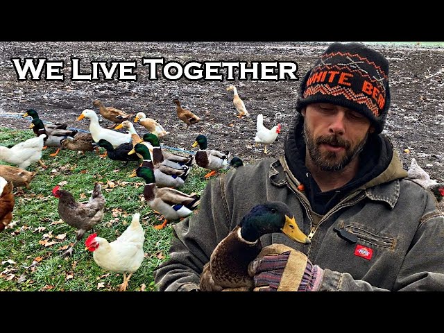 Can CHICKENS and DUCKS Live in the SAME Coop?