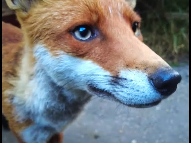 Mr Fox In Daylight