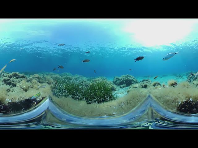 WATCH WHAT Happens UNDERWATER 360° View🐟Seabream, Sargus, Barracudas