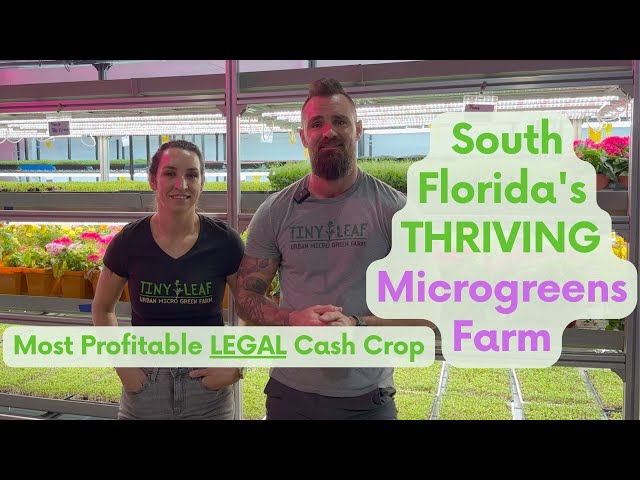 Vertical Farming of the Future: Tiny Leaf Microgreen Farm Tour