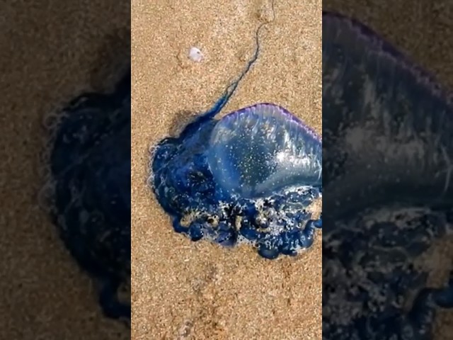 Portuguese Man-o-War: A Deceptive Beauty | Unbelievable Animal Shorts