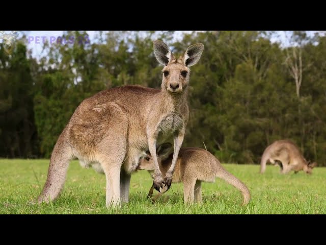 wild nature in the tropical region,,#animals