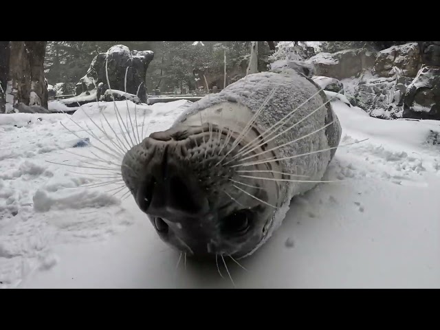 Cute Animals Enjoy A Snow Day At The Zoo