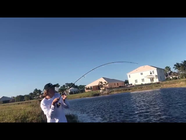 Tarpon fishing freshwater ponds in south Florida