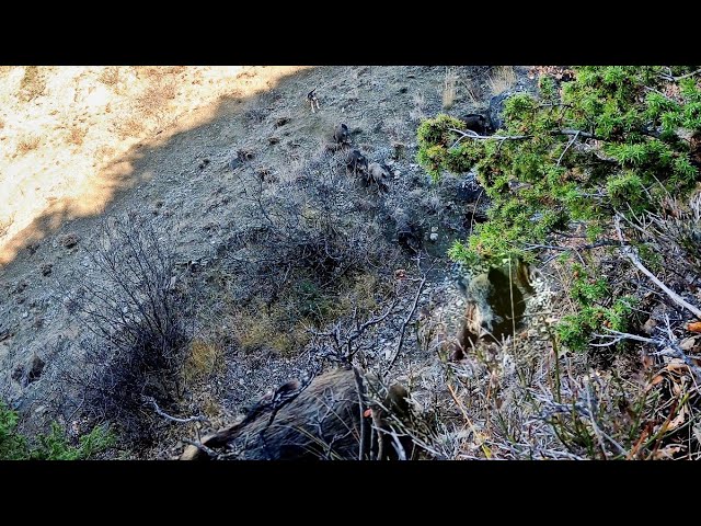 Domuz Avında Bek Yerinin Önemi / Neredeyse Karemalara Çarpacaktı / Wild Boar Hunting