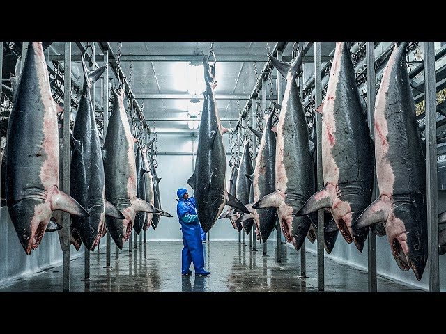 Shark Fishing and Processing For Meat, Skin And Fins - Inside the Shocking Shark Industry