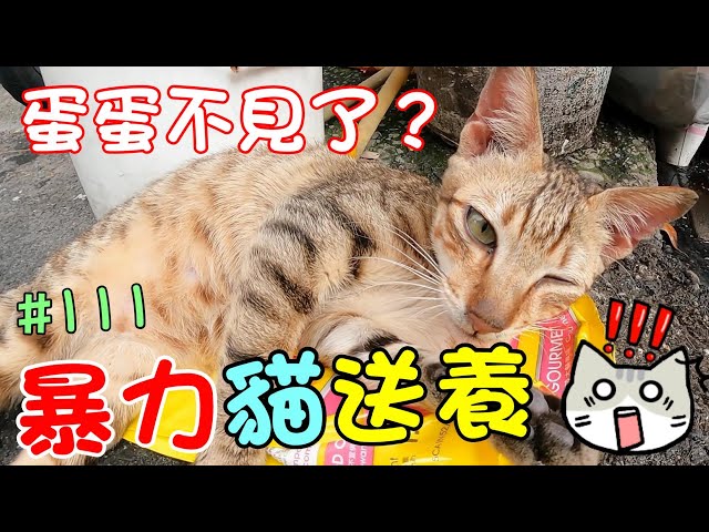 『暴力貓送養』明天去新家！蛋蛋不見了？ Cat Story #111