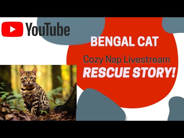 Benji the Bengal Cat: Cozy Nap Livestream + Heartfelt Rescue Story 🐾💖 #rescuecats #livecatstream