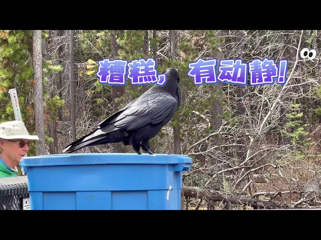 聰明的烏鴉 |  the Clever Crow #wildlife #wildanimals