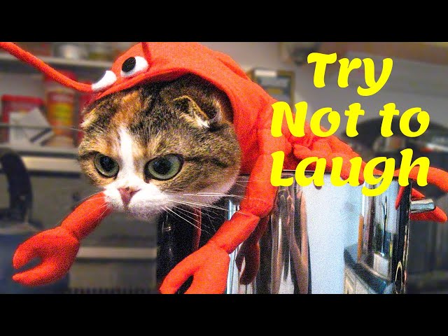 🤣 Funniest 🐶 Dogs And 😻Cats   Try Not To Laugh  - Funny Animal Videos #shorts #Funny Animals