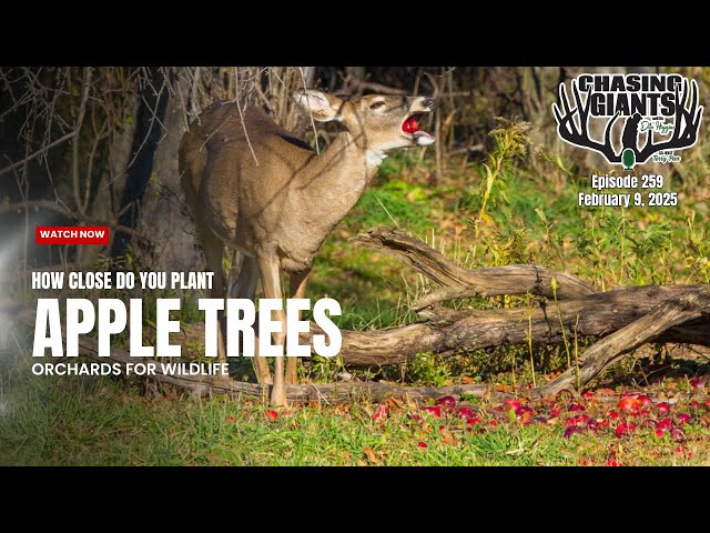 Episode #259 Apple Tree Spacing in Deer Plots