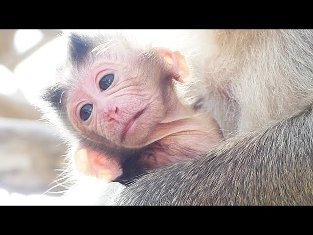 Newborn Baby Look At Human With Wonderful Face, Mother Gets Tired And Hug Baby Calmly