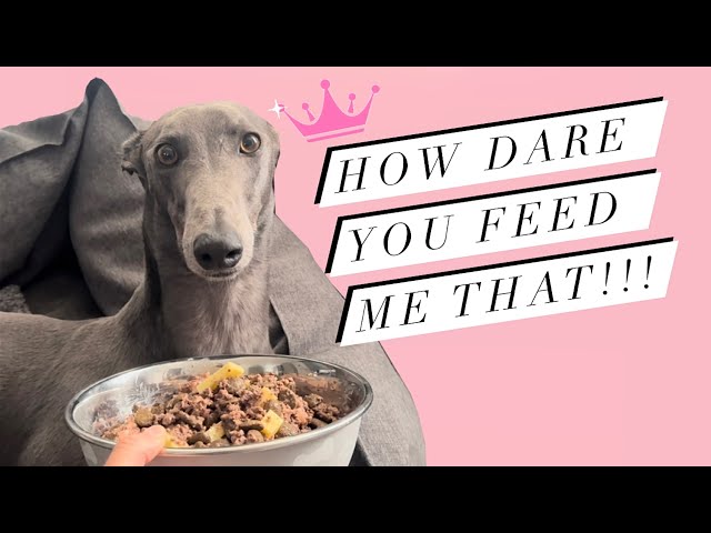 Fussy, spoilt GREYHOUND is disgusted with what I’m trying to feed her!