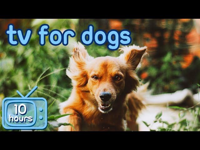 DOG TV: How to Relax Your Dog TV with Soothing ASMR Music!