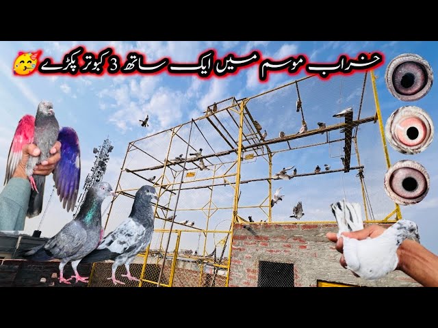 Kharaab Mousam Mein 3 Kabootar Pakray 🤩 | 3 Kabootar Pakray | Sheikhoo Pigeons Club