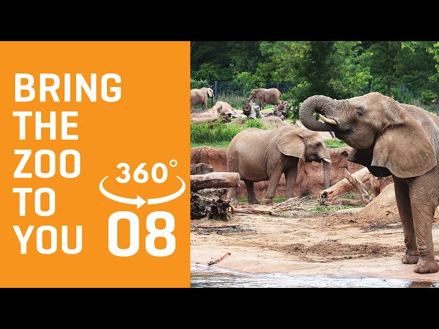 Bring the Zoo to You - ELEPHANTS in 360°