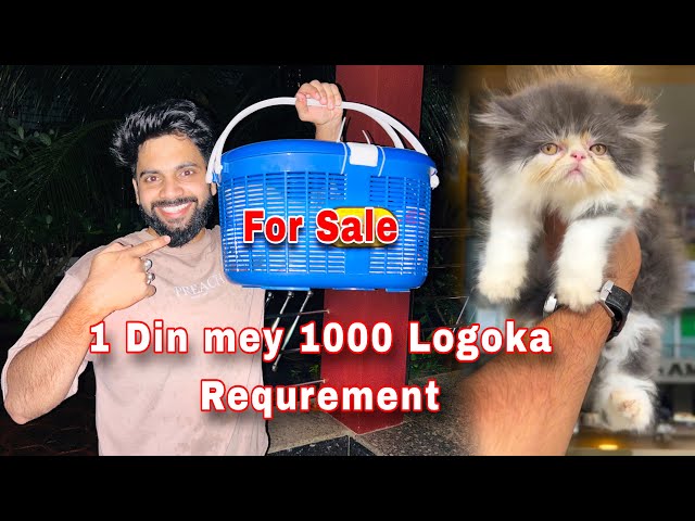 Persian Cats For Sale | Cute 🥰 Persian kitty |  Persian Cat Price In india | Persian cat #cat #love