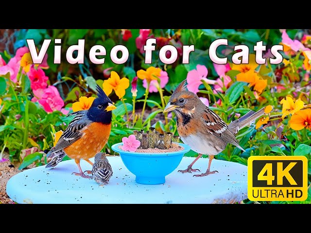 Cat TV for Cats to Watch 😸 Pretty Garden Birds and Squirrels 🐿️ 10 Hours 4K HDR 60 FPS