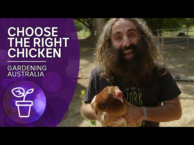 Choose the right chickens for your backyard | Beneficial animals and insects | Gardening Australia