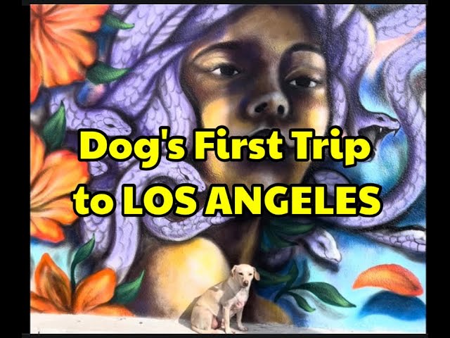 MY BABE DOG'S FIRST TRIP TO LOS ANGELES {You will Love this!!!)