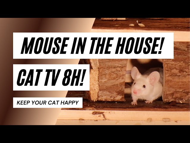 Cat TV for Cats to Watch 😺 Mice Videos for Cats to Watch! 🐭 8H 4K! 🐭