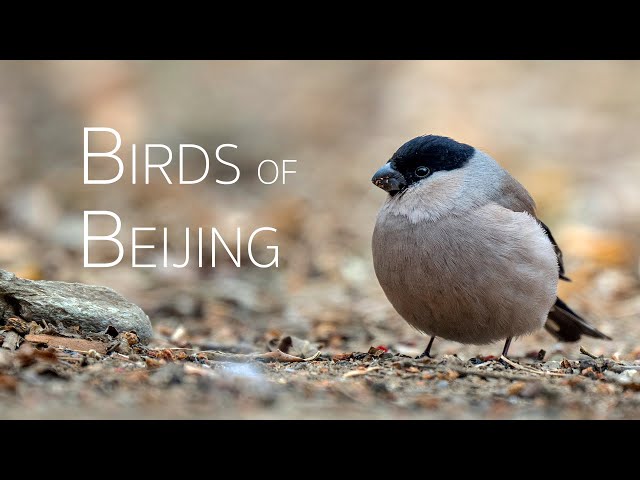 Half-Day Birding Adventure at China National Botanical Garden | Birds of Beijing